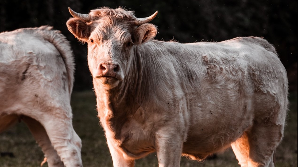 Mexico, US Sign Agreement to Control Cattle Screwworm