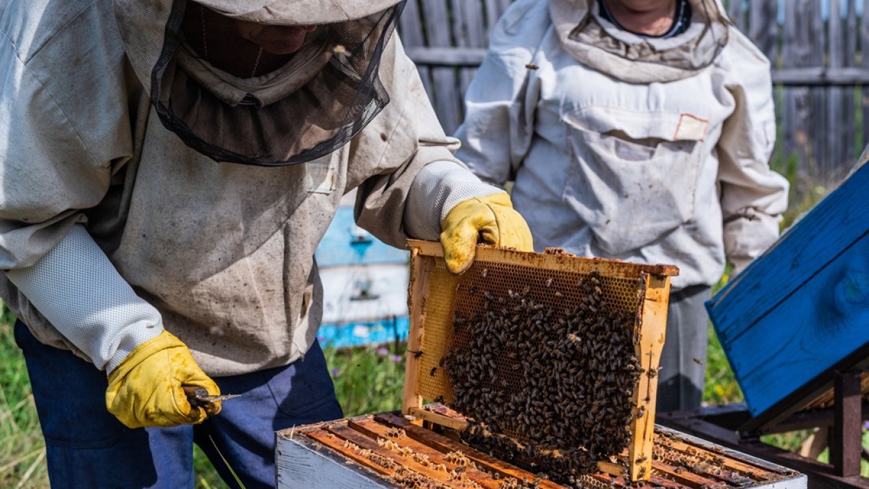 Mayan Women Advance Sustainable Beekeeping in Yucatan