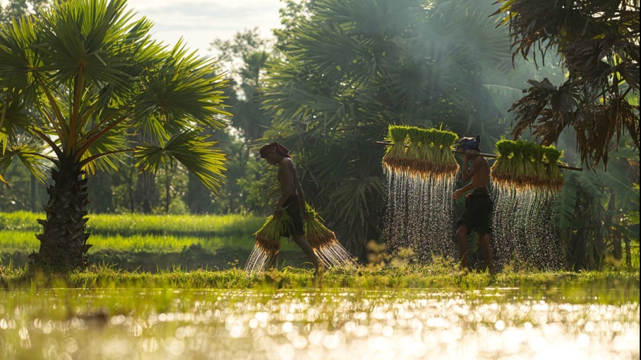 Mitti Labs Expands Climate-Smart Rice Farming