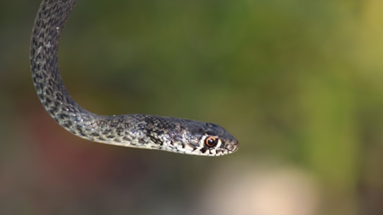 Latin America Works to Prevent Deaths Caused by Venomous Animals