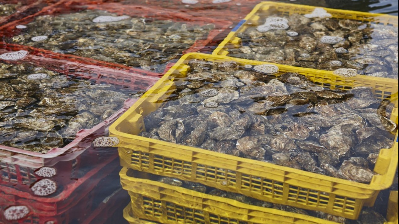 Tabasco Receives First Batch of 3.5 Million Oyster Seeds