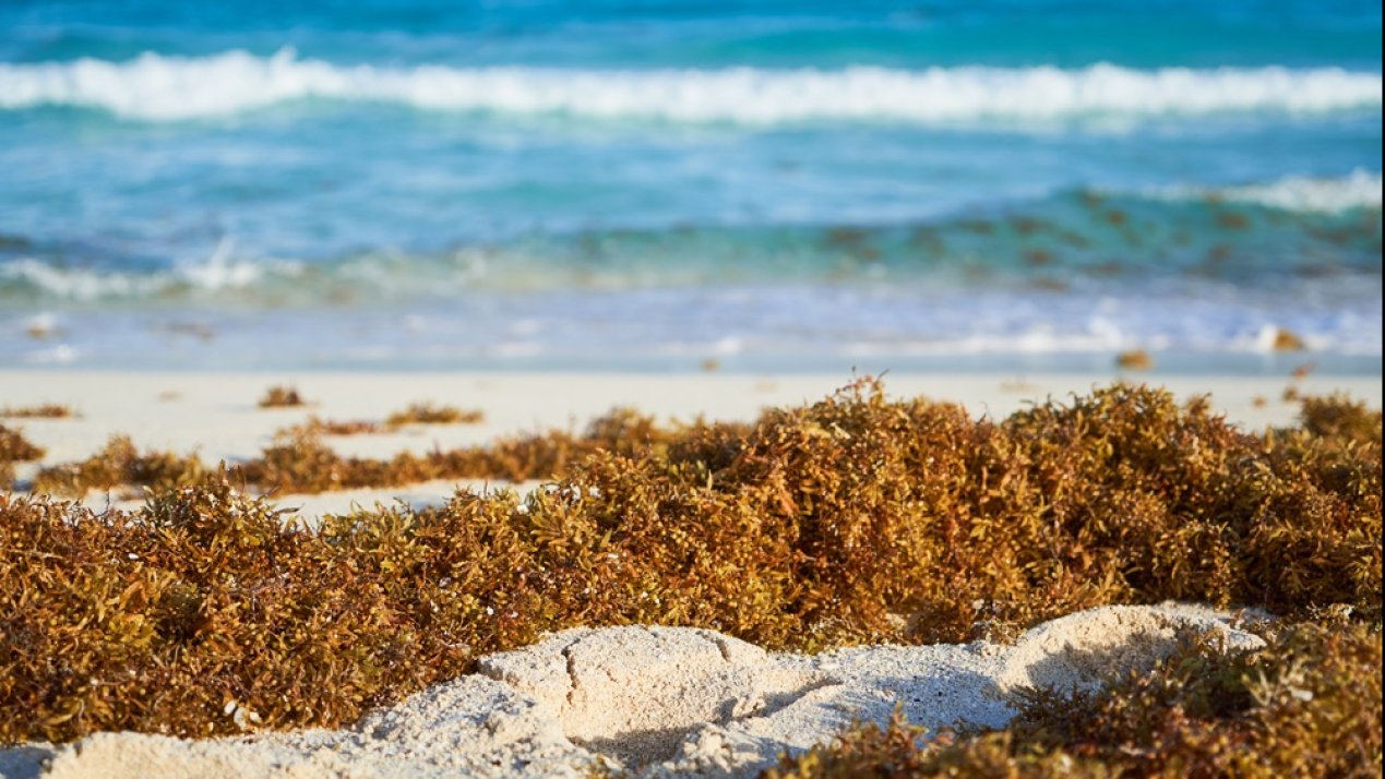 Quintana Roo Launches First Sargassum Monitoring Center