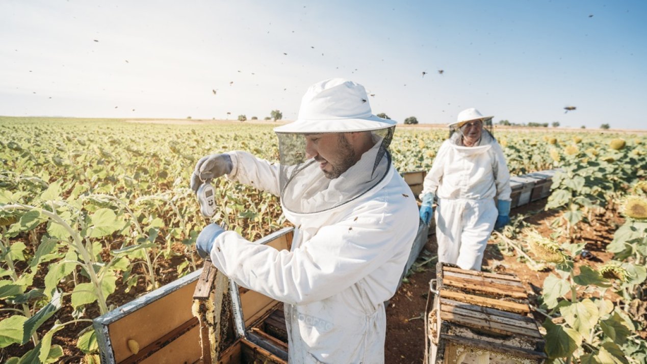 SADER Advances Program to Reduce Africanized Bee Colonies