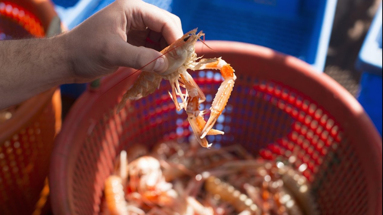 Mexico Trains Shrimp Sector on Turtle, Fish Exclusion Devices