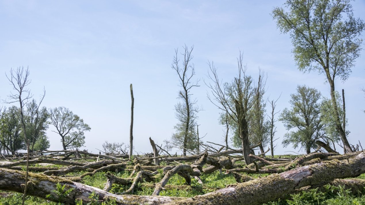 Nature Loss Could Cost Global Industries US$430 Billion Annually