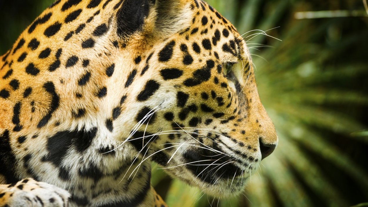 18 Countries Agree on Regional Jaguar Conservation Plan
