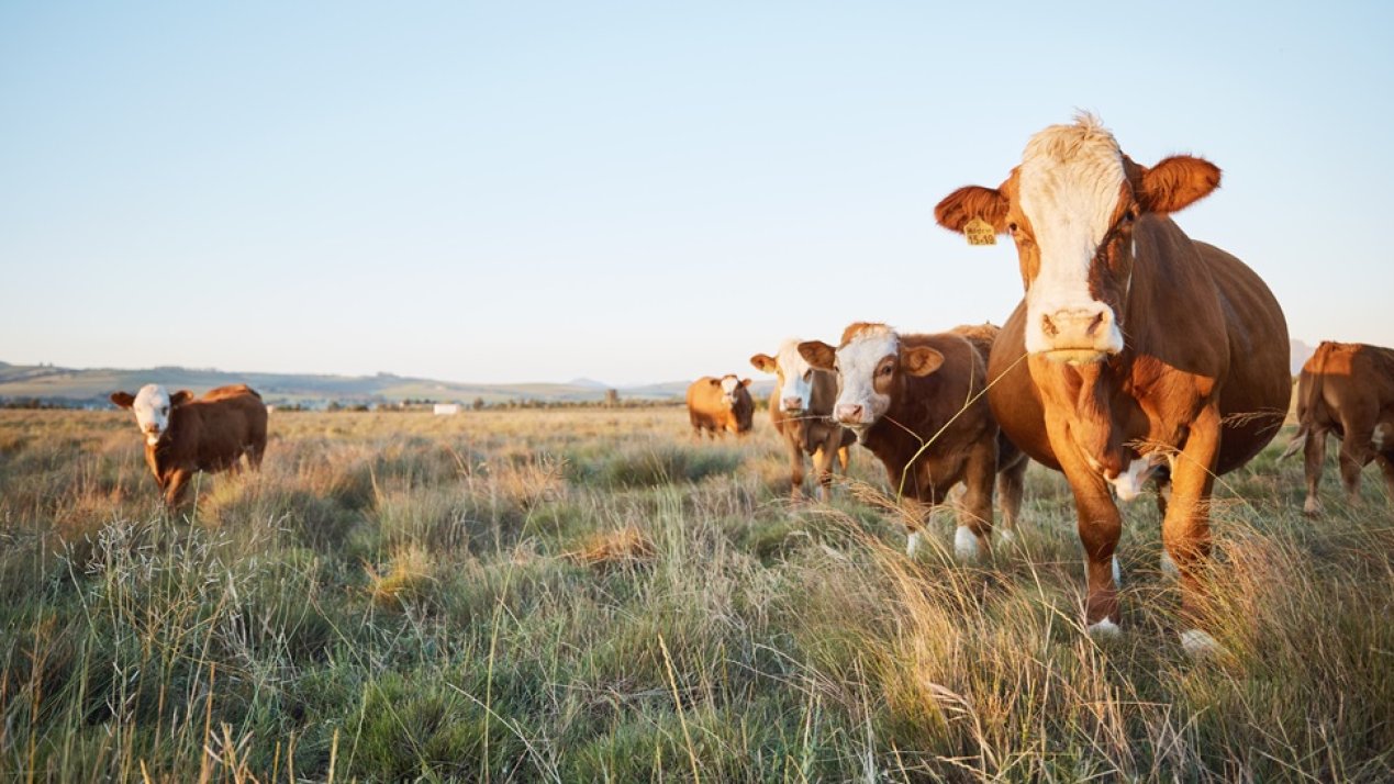 US Restrictions on Cattle Exports Could Extend Beyond 2026