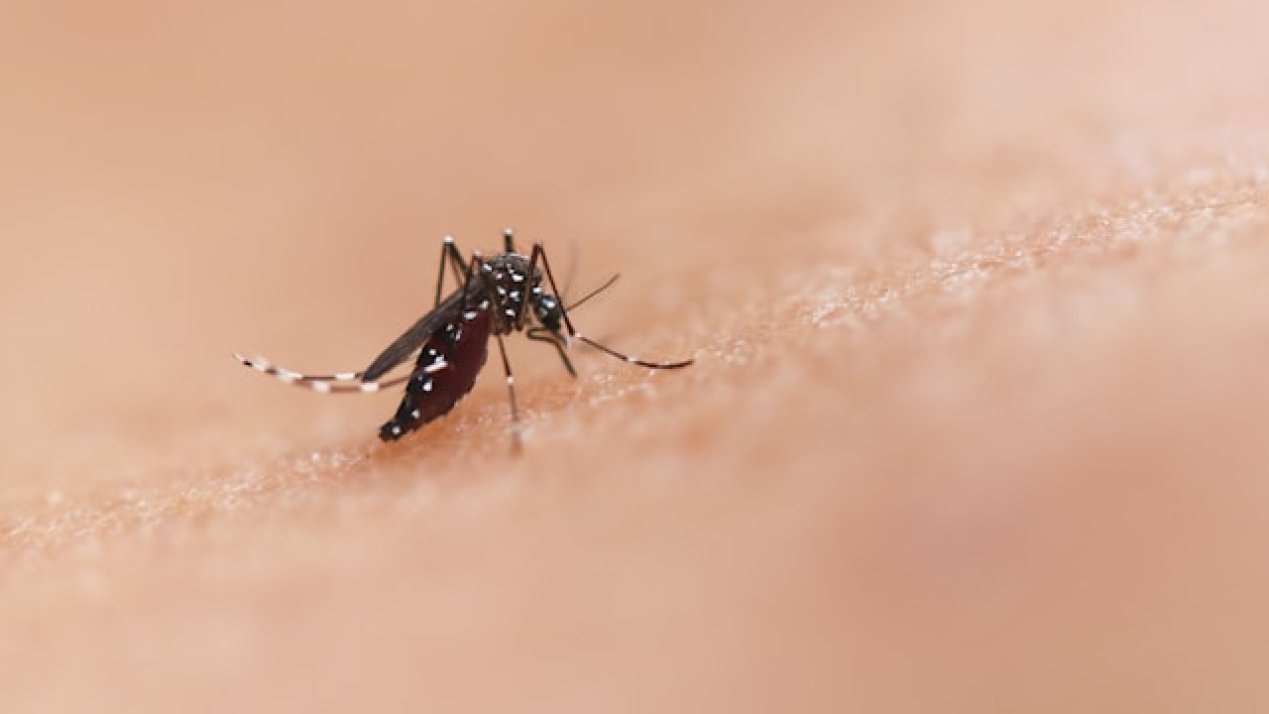 PAHO Calls for a Stronger Response to Chikungunya, Oropouche