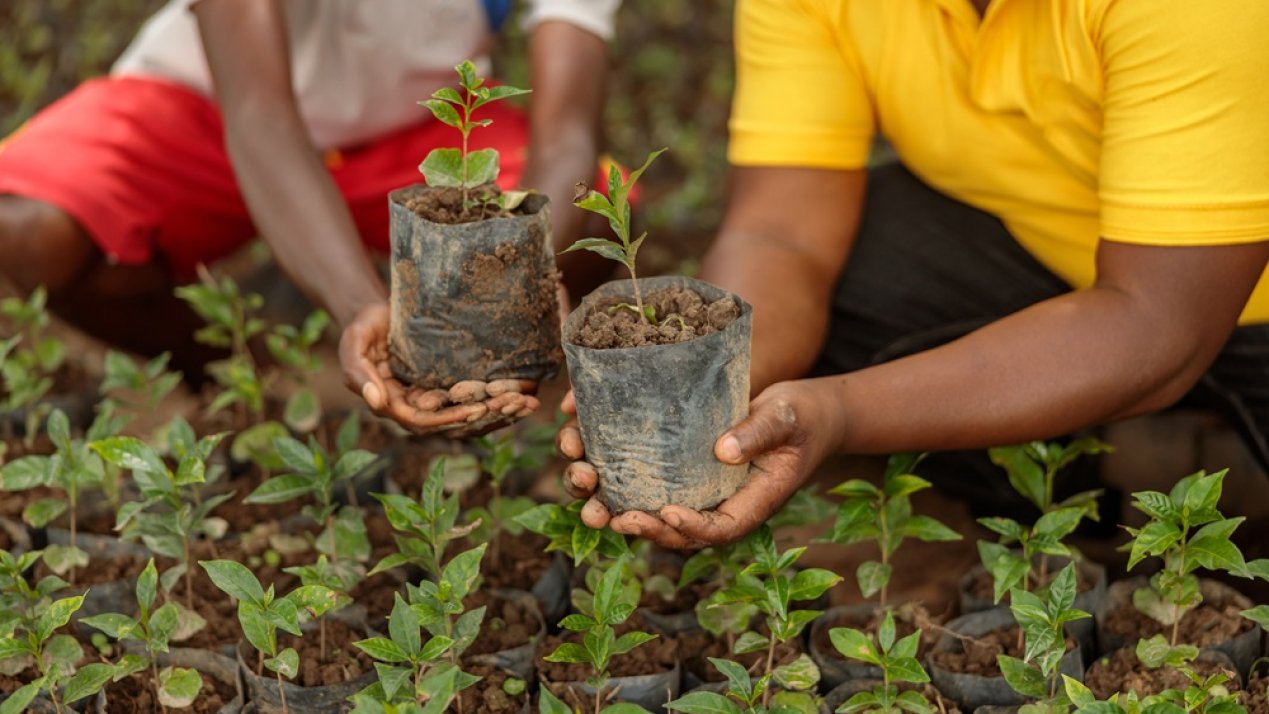 HEINEKEN, Fundacion Azteca Lead Reforestation in Monterrey