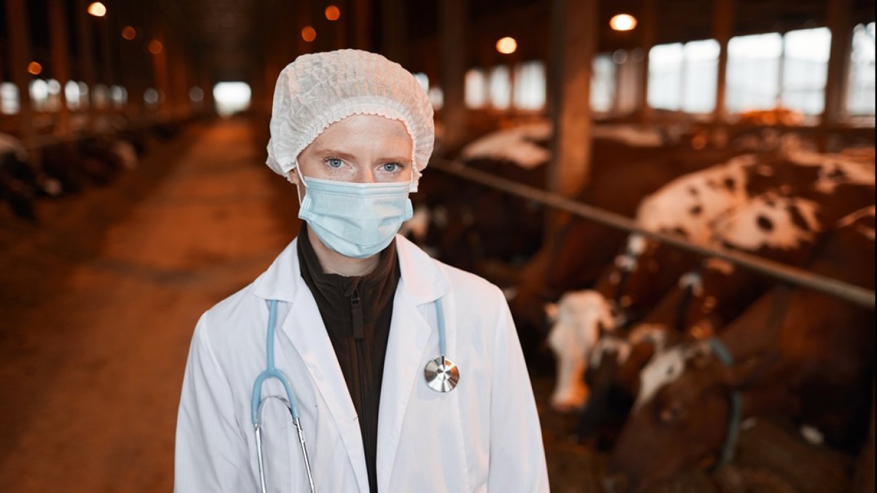 SADER Intercepts Livestock With Screwworm Larvae in Nuevo Leon