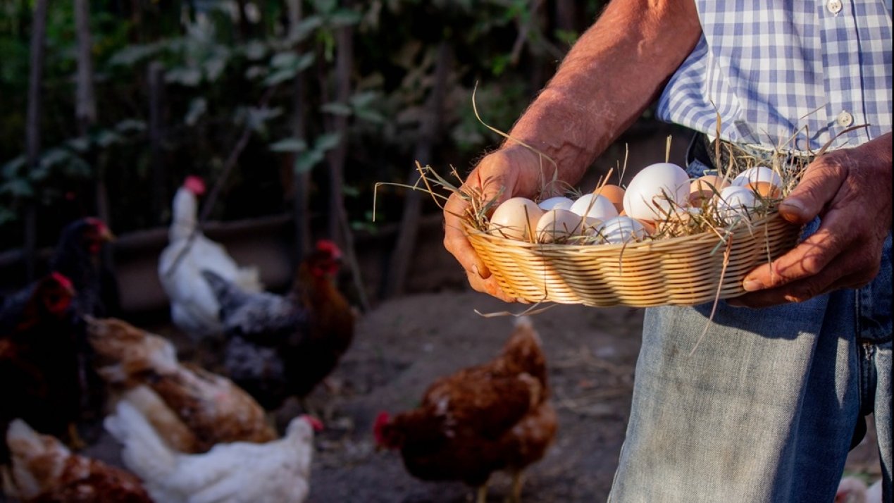 FAO, OECD Project Global Food Production Growth to 2034