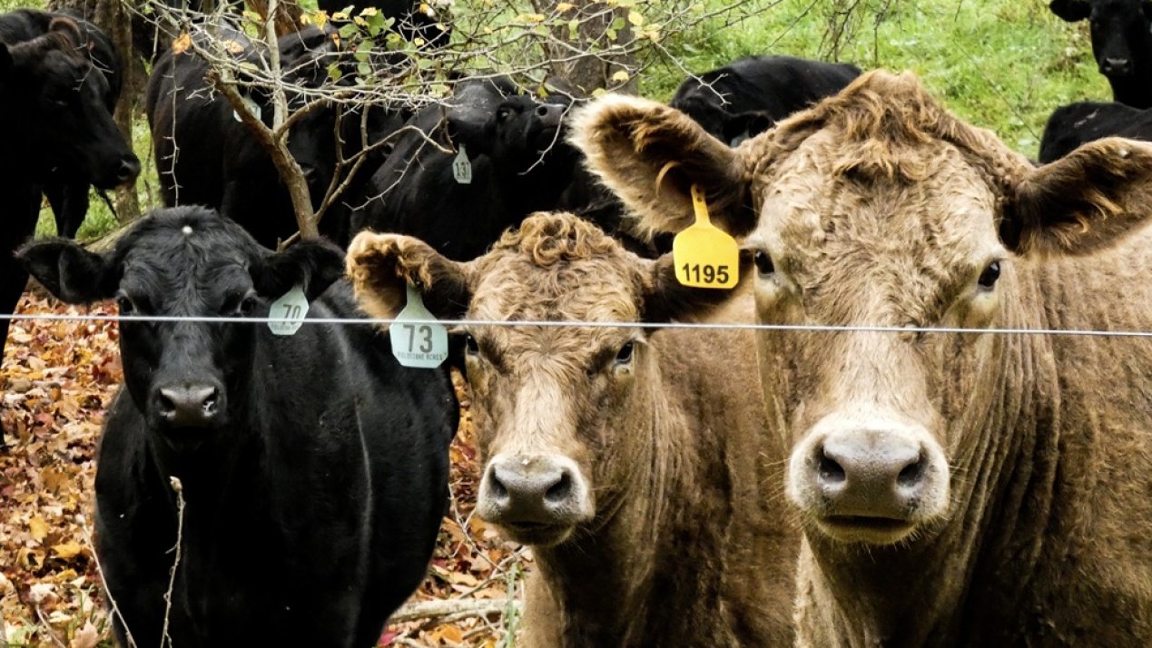 Mexico Seeks Deal to End US Cattle Import Blockade