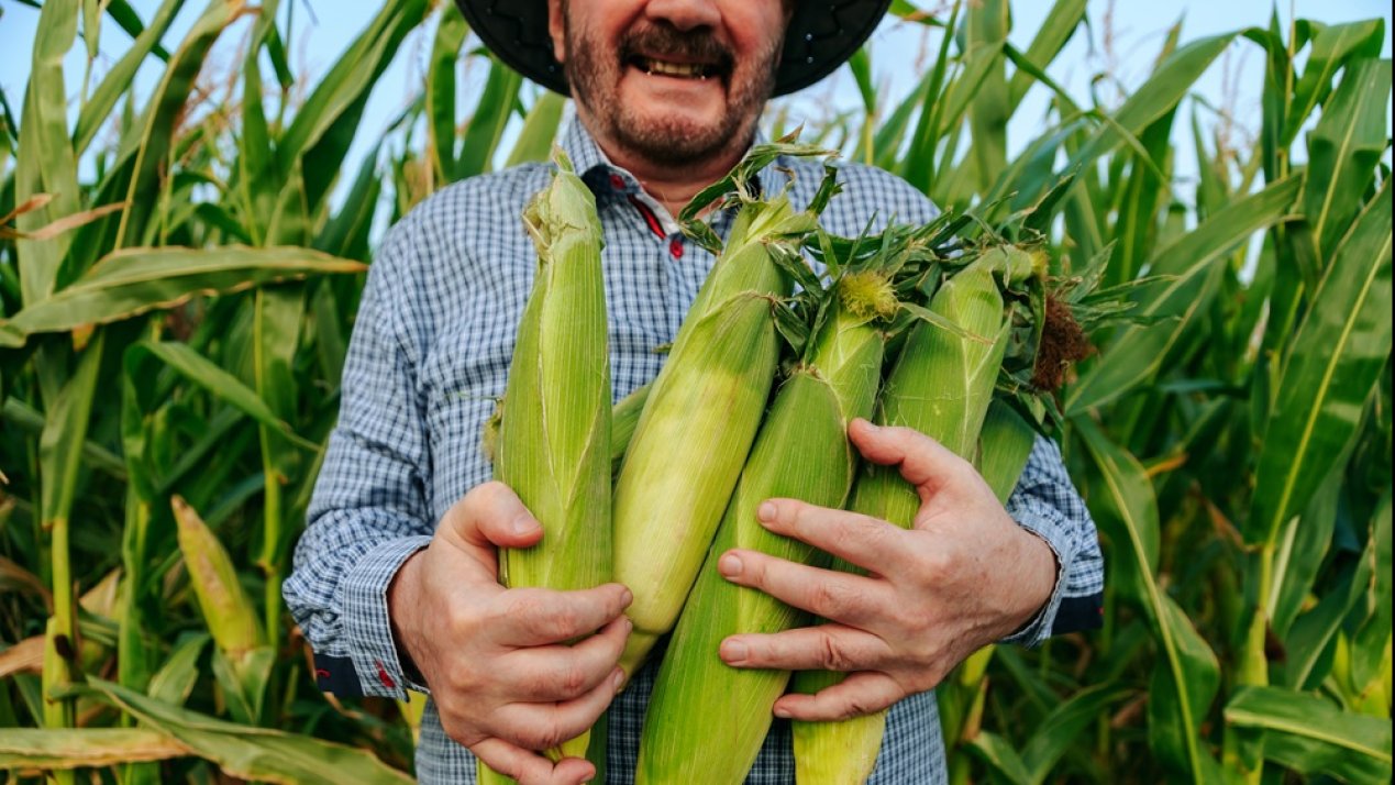 SADER Reaches Agreement With Bajio Corn Producers