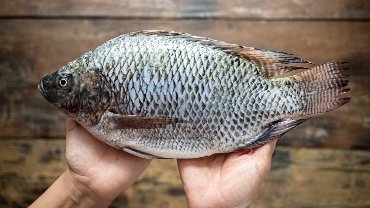 Mexico Launches Campaign to Promote Domestic Tilapia Production