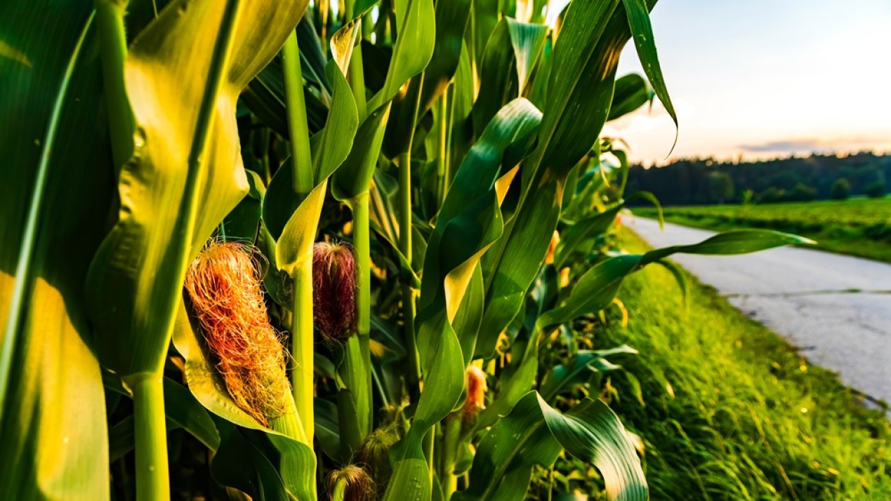 Mexican Farmers Launch National Strike Over Corn Prices