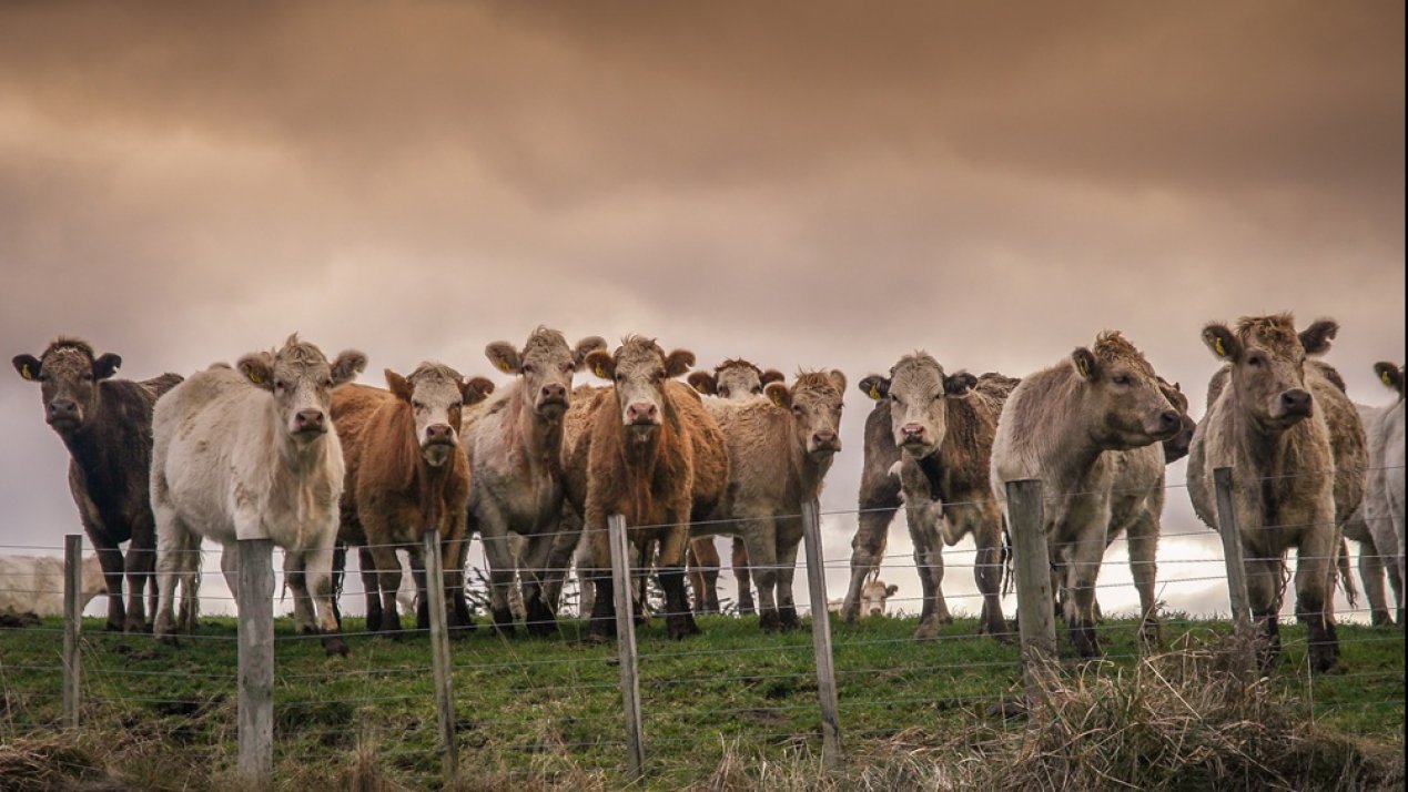 GBG Cases Drop 28%: SADER, USDA