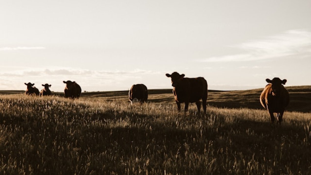 Texas Calls for Reopening Border to Mexican Cattle