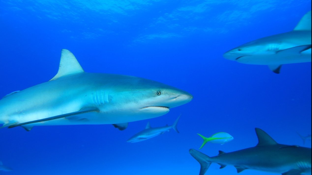 Mexico Enforces Rules to Reduce Shark Bycatch in Tuna Fisheries