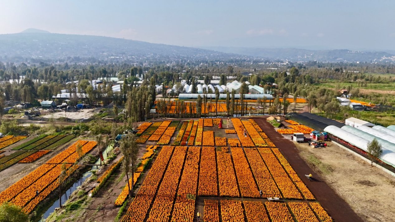 Mexico City Farmers Sell 93% of Cempasuchil Crop