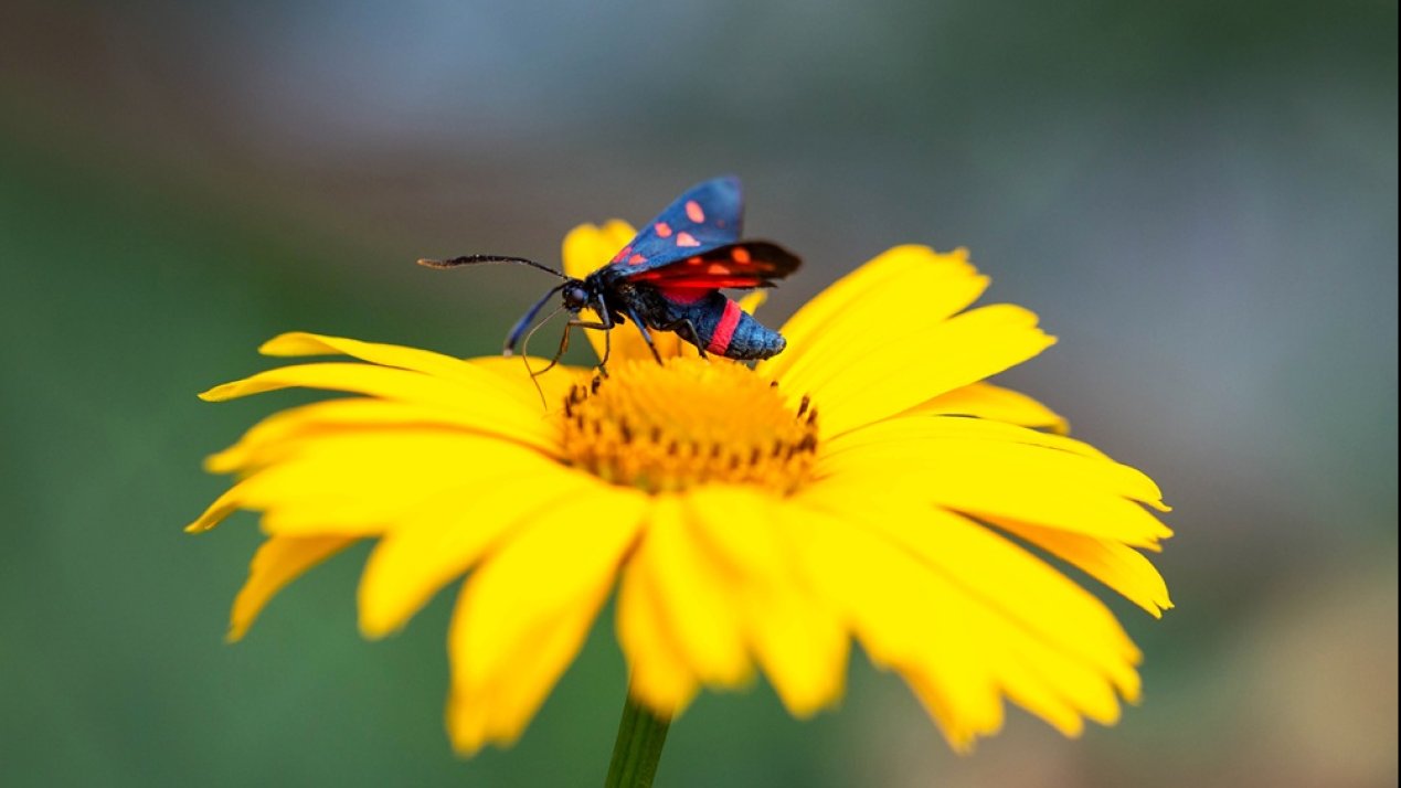 Pollinator Declines Drive Capacity-Building Efforts
