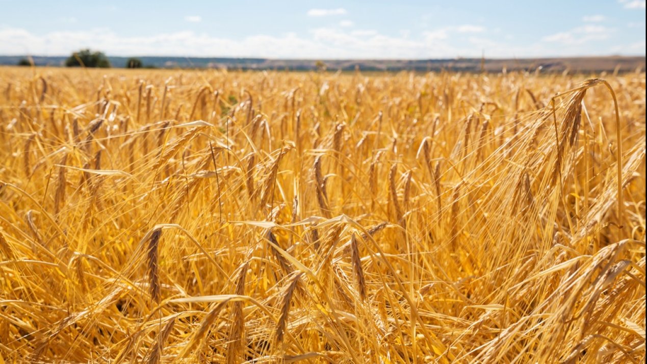 Sinaloa Announces Support for Wheat Producers With State Funds