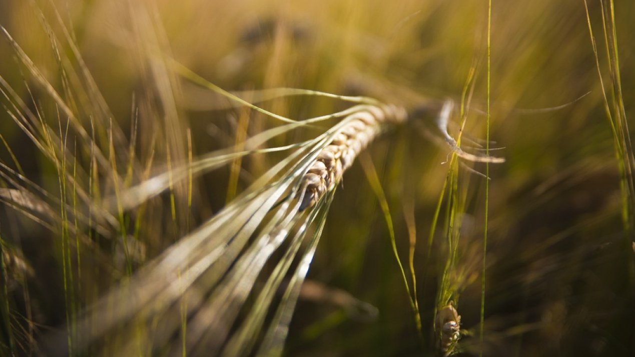 Puebla Strengthens Barley Supply Chain 