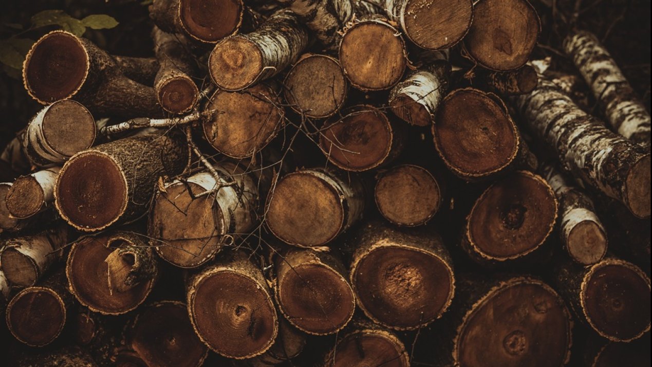 ITTO, Mexico Strengthen Cooperation for Sustainable Forestry