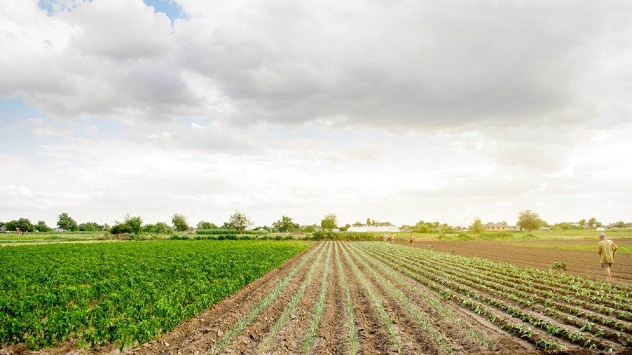 Mexico Strengthens Food Safety 