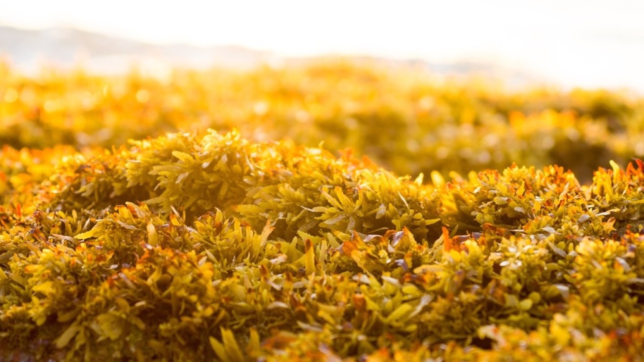 Mexico Advances Sargassum Governance
