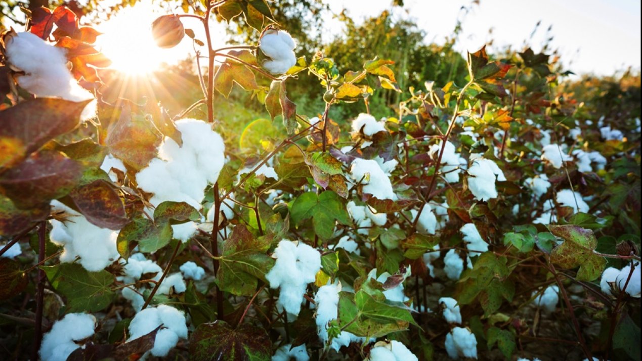 Chihuahua Leads Binational Cotton Pest Eradication Effort