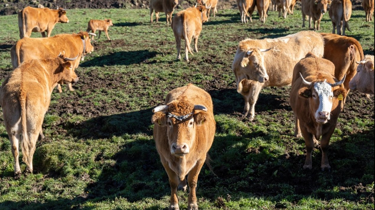 Mexico Launches Screwworm Suppression Pilot in Yucatan