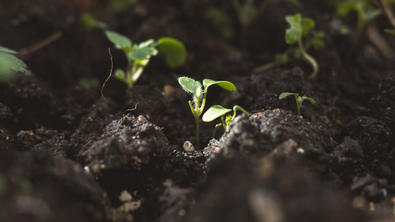 UNAM Identifies Soil-Enhancing Bacteria in Oaxaca