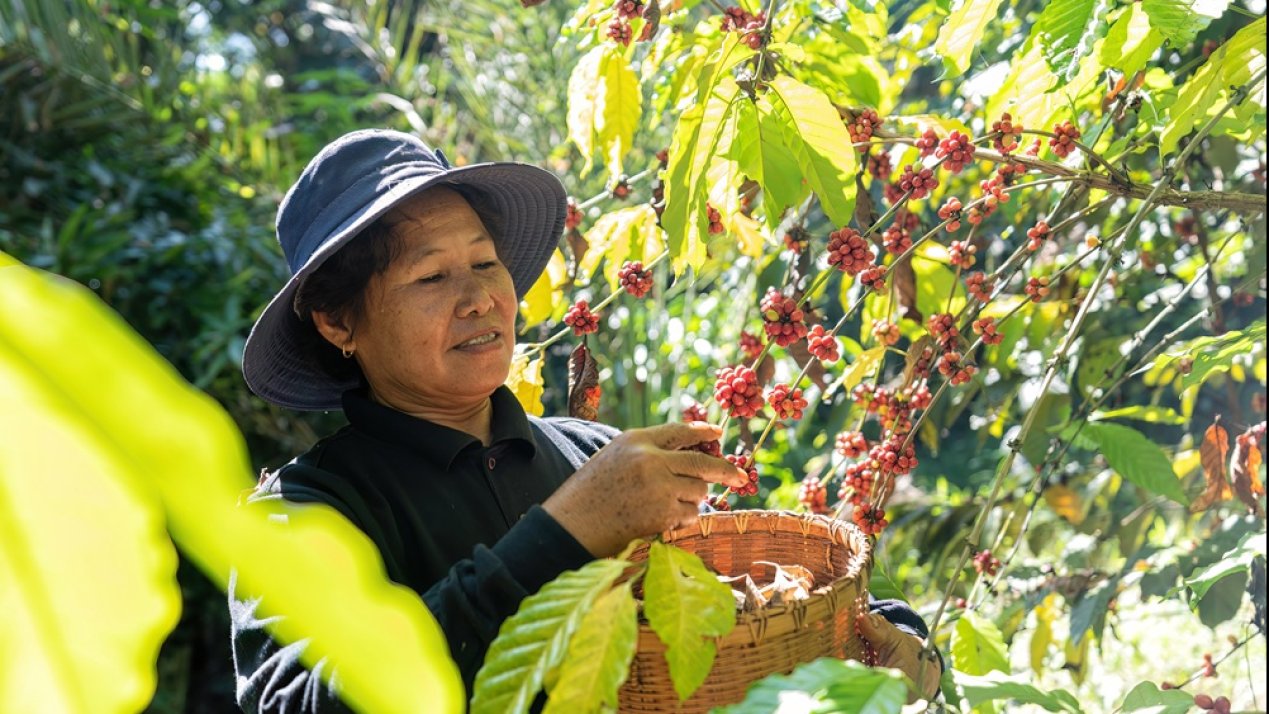 Veracruz Coffee Growers Protest Imports, Demand Market Controls