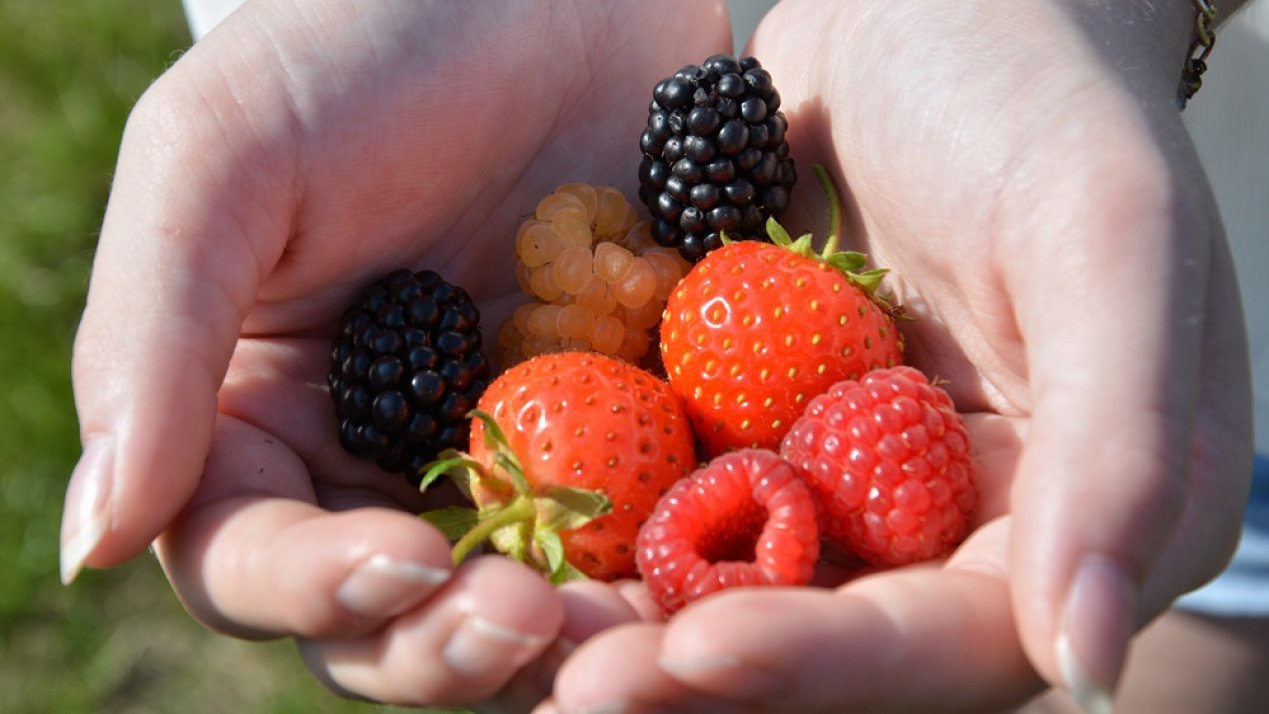 Guanajuato Boosts Berry Exports Through Driscoll’s Partnership