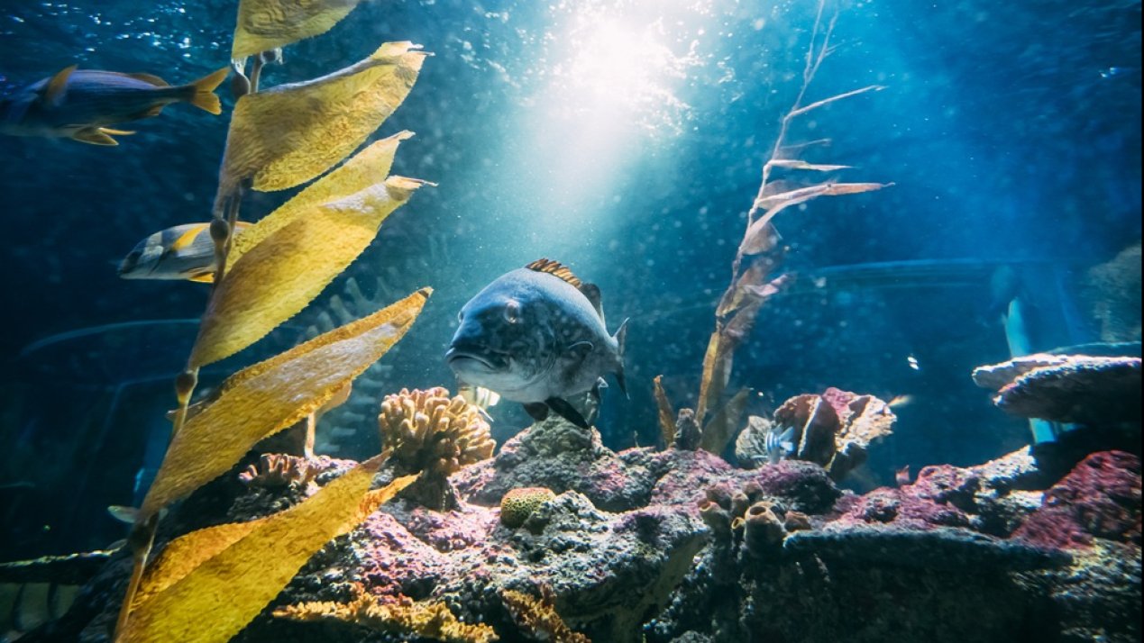 Mexico Launches Long-Term Sustainable Ocean Plan
