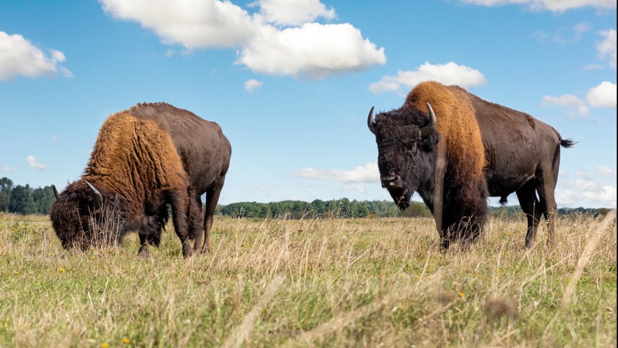 Mexico Restores Bison Populations in Coahuila
