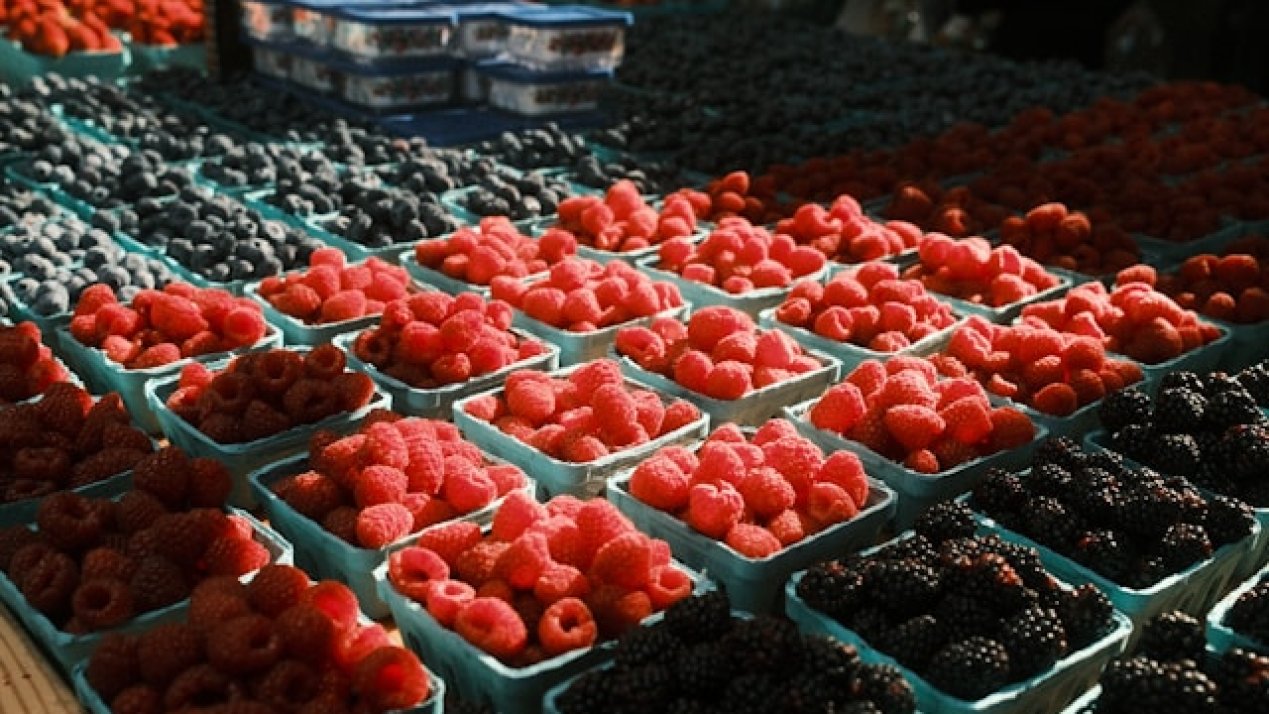 Mexico Begins Talks With Berry Industry on Labor Certification 