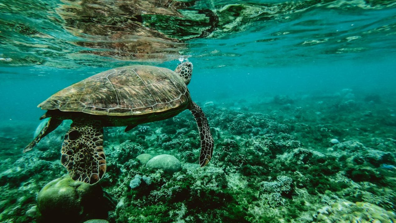 UNDP Praises Mexico’s Sustainable Ocean Plan