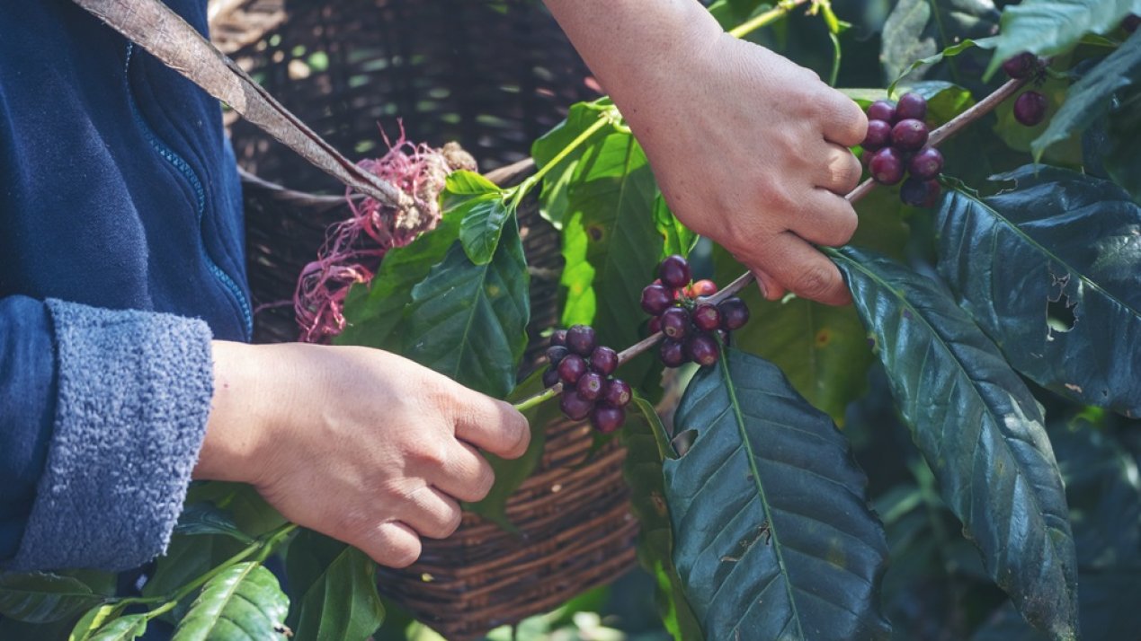 Mexico Enacts Sustainable Coffee Development Law