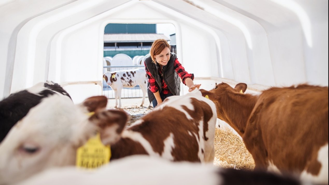 Mexico-US Cattle Trade Close to Reopening