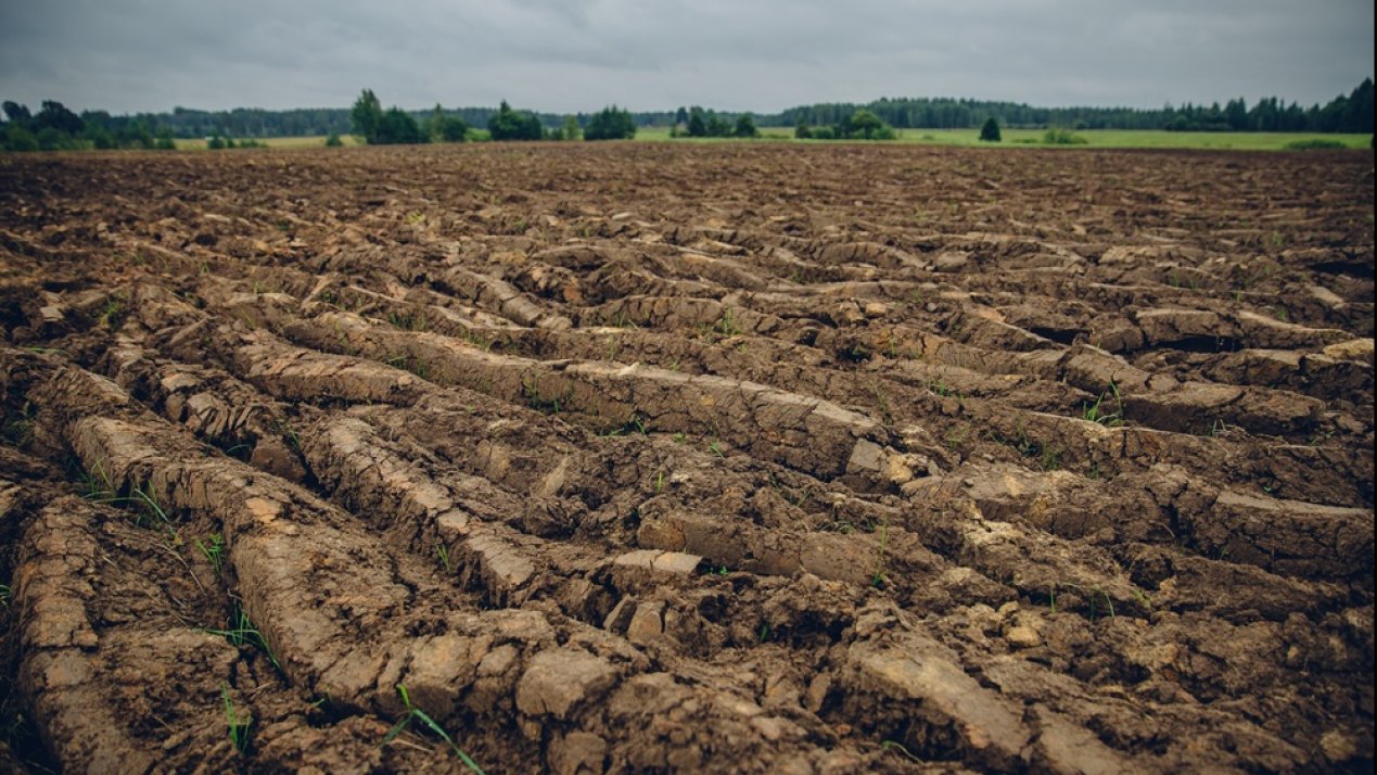 FAO Warns of Urgent Land Degradation Risks in Latin America