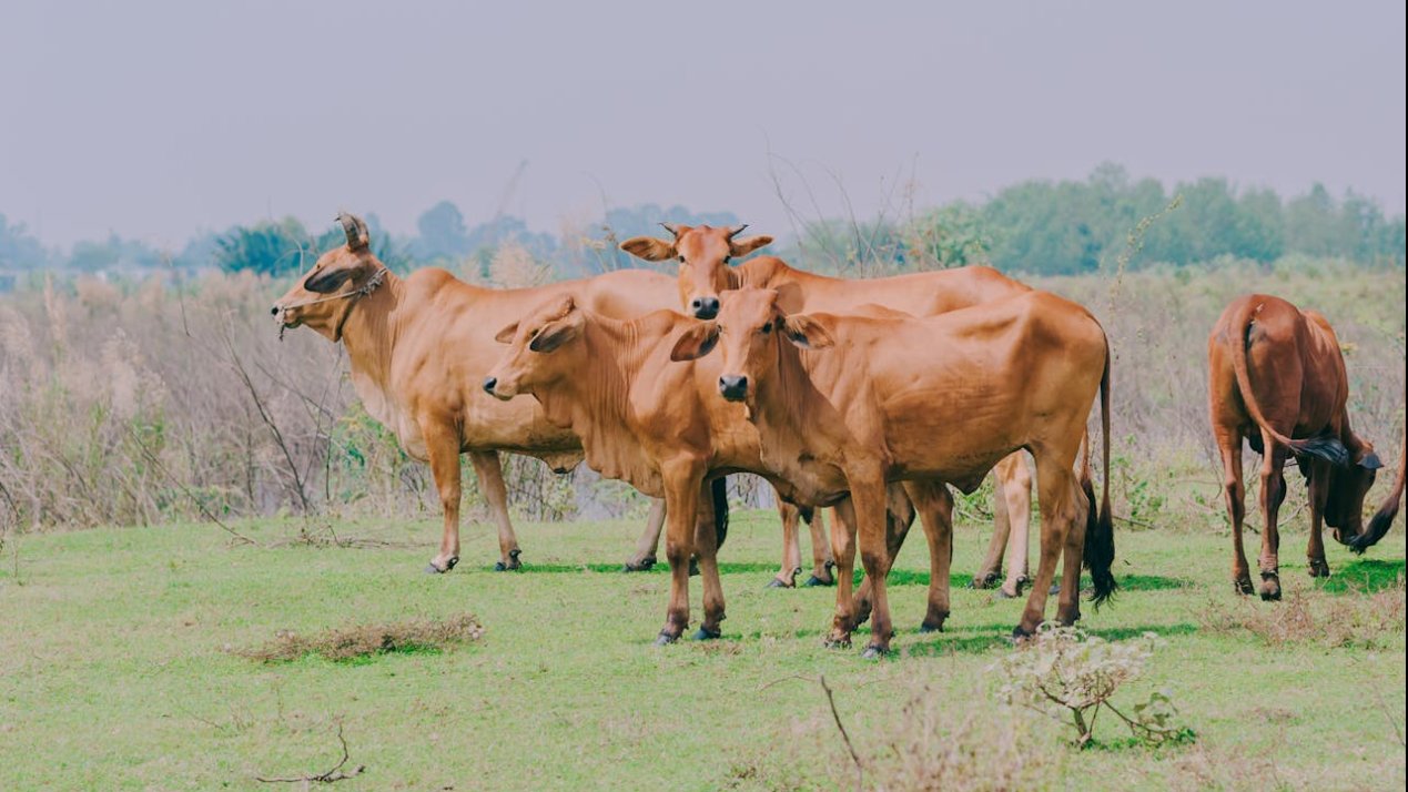 UAEMéx Research Backs Sustainable Livestock in State of Mexico