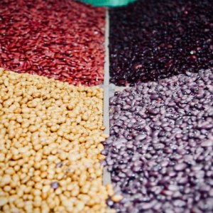 Basic Grain Production Continues to Grow: SADER