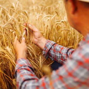 Grain Production Fell 8% in January: The Week in Agribusiness 