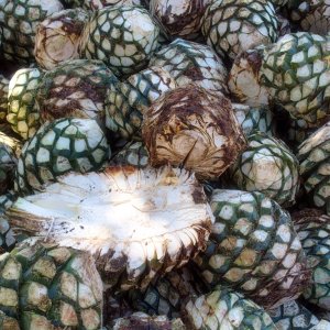 Mexico's Agri-Food Trade Surplus Soars by 22% 