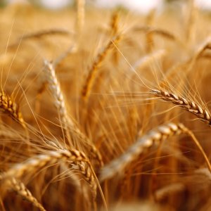 Syngenta Advances Sustainable Agriculture Practices 