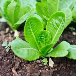 Mexico Advances Sustainable Agriculture With New Strategies