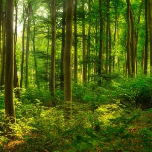 SEDEMA Documents Biodiversity in Chapultepec Forest