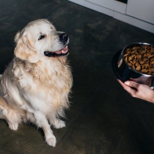 Proposal to Eliminate VAT on Pet Food Moves Forward in Mexico