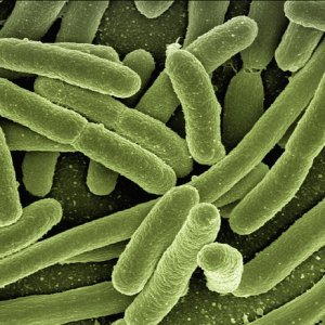 WHO Urges Investment in Infection Prevention Programs